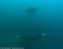 BD-070404-Similan--Manta-birostris-(Walbaum.-1792)-[Giant-manta.-Stillahavsmanta]-3.jpg
